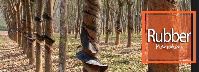 Rubber plantations in Damenglong - Yunnan province