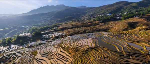 Zhongdian rice fields - Yunnan, China